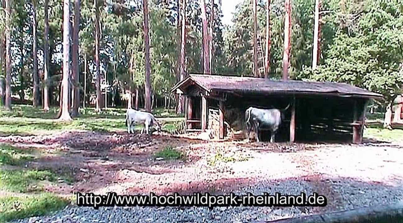 Auf großer Tour durch den Hochwildpark Rheinland – 2