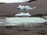 氷の上にいるアザラシを狙うシャチの集団