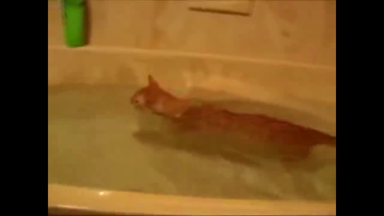 Adorable cats and dogs loving to bath