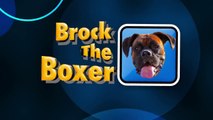 SLIP 'N SLIDE BOXERS ON POOL COVER!! (Brock the Boxer Dog)