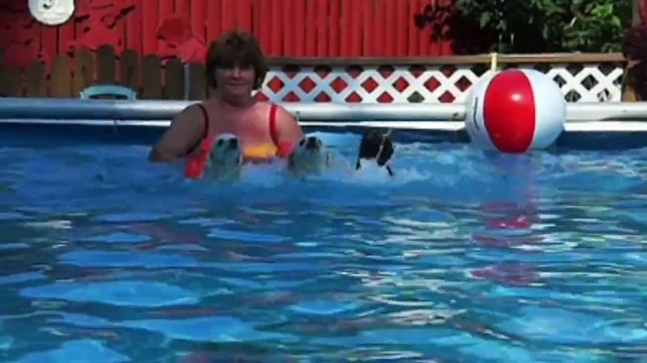 Dogs Love Swimming- Compilation
