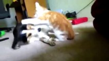 Compilation of cats annoying dogs