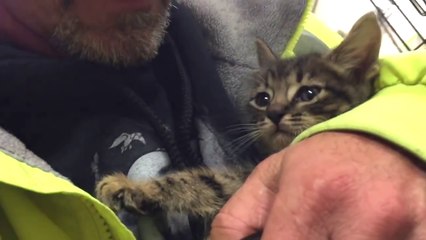 un chaton sauvé d'une évacuation d'eau