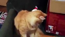 Un chat se bat avec un bonnet de Noël sur la tête