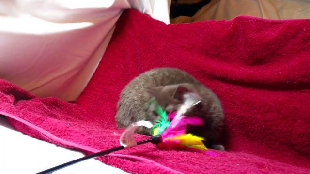 Heart's Desire's Layla. femelle British Shorthair