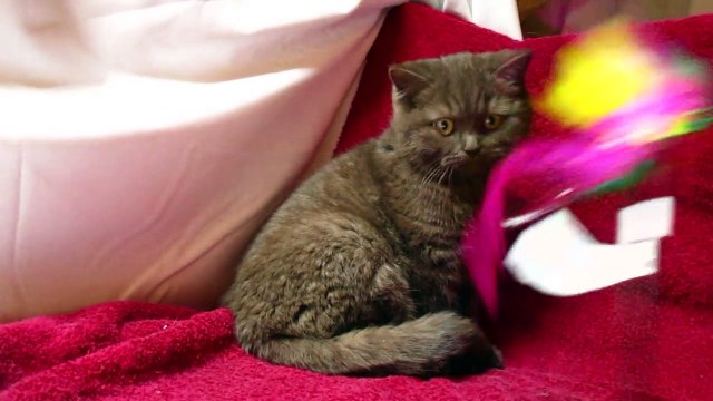 British shorthair,chaton, Heart's Desire's Layla