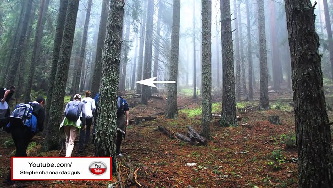 Un alien (Gris) repéré par les randonneurs en forêt ?