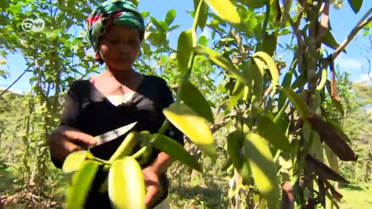 Der Duft der Vanille | Wirtschaft