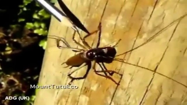 Un incroyable insectes découverts dans la Nouvelle-Zélande ?