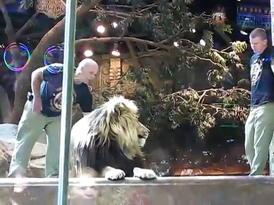 オスライオンがトレーナーを襲い、メスが仲裁に