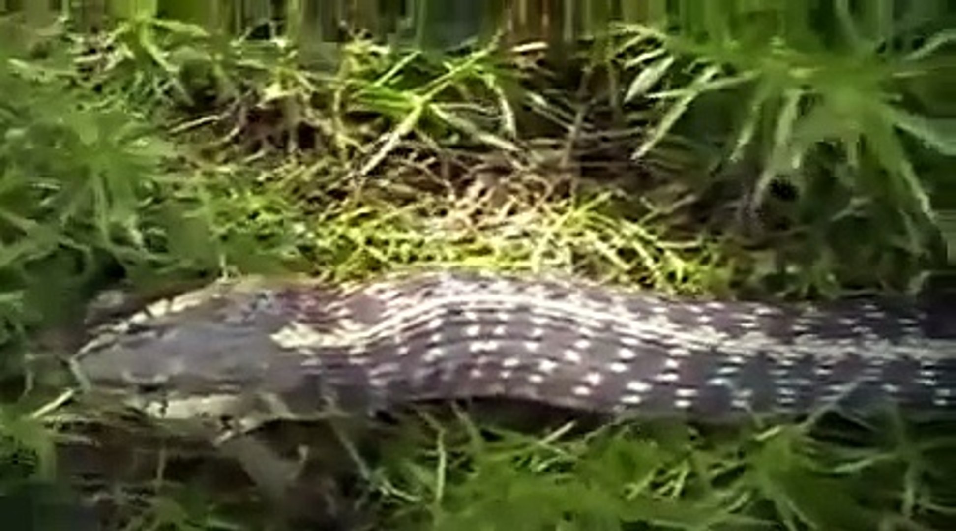 カエルがヘビに呑み込まれる寸前からの脱出 Dailymotion Video