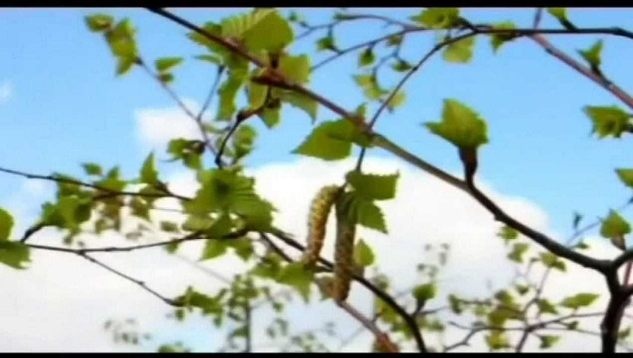سنن الصيام.