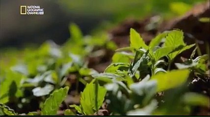 الحشيش المغربي ... ڤيديو نادر من قلب كتامة المهبولة ;))