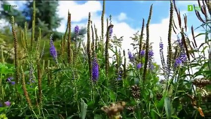 Lời Thì Thầm Của Cỏ Cây - Thuyết Minh