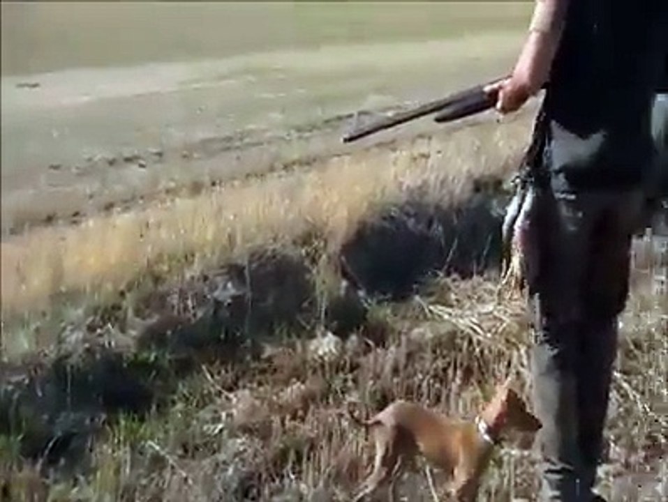 chasse 1