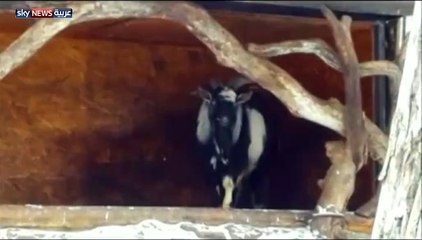 friendship between tiger and goat