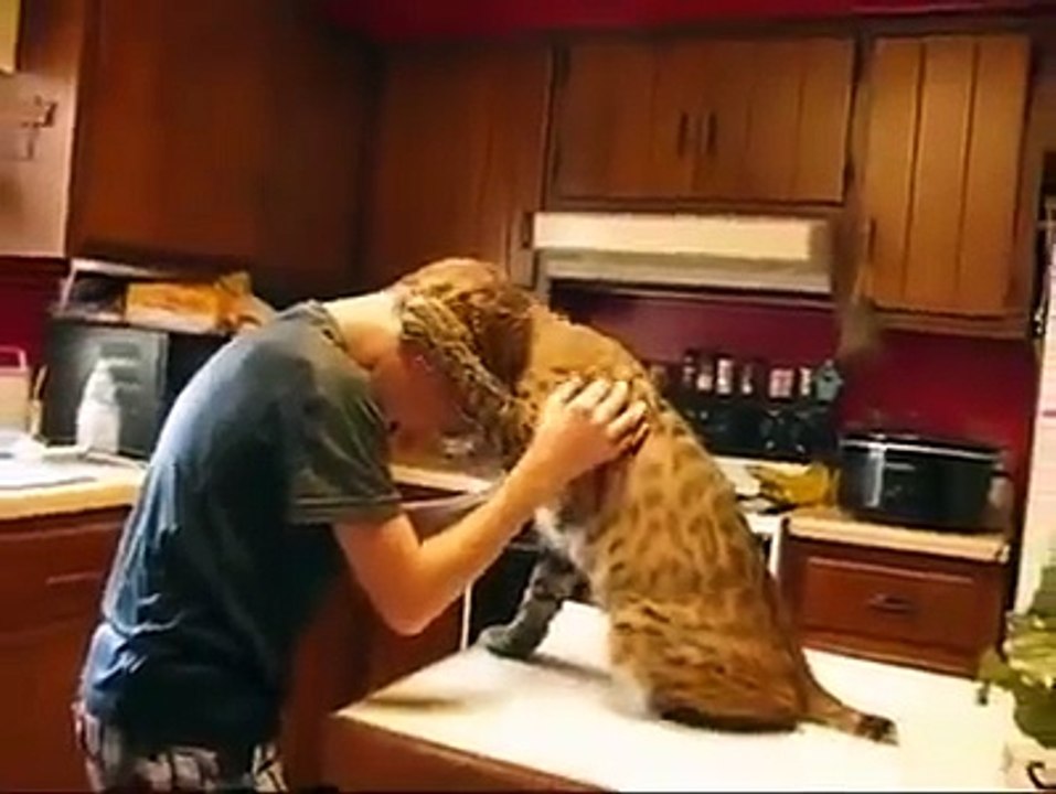 A Bobcat Showing His LOVE..