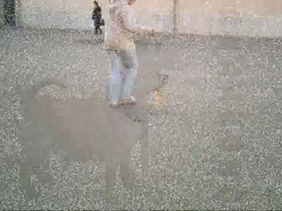 Chihuahua marche expo