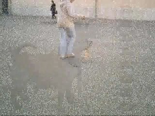 Chihuahua marche expo