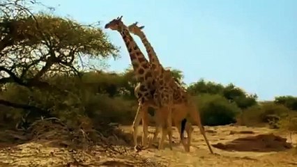 Jerapah Vs Jerapah Dan Gajah Vs Gajah ***Animal Fight***