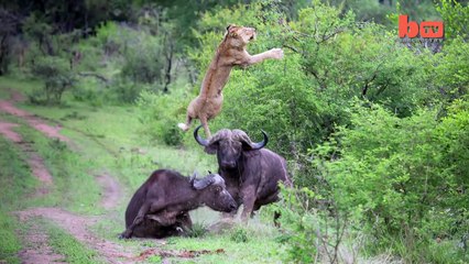 Flying Lion_ Buffalo Launches Predator Into The Air
