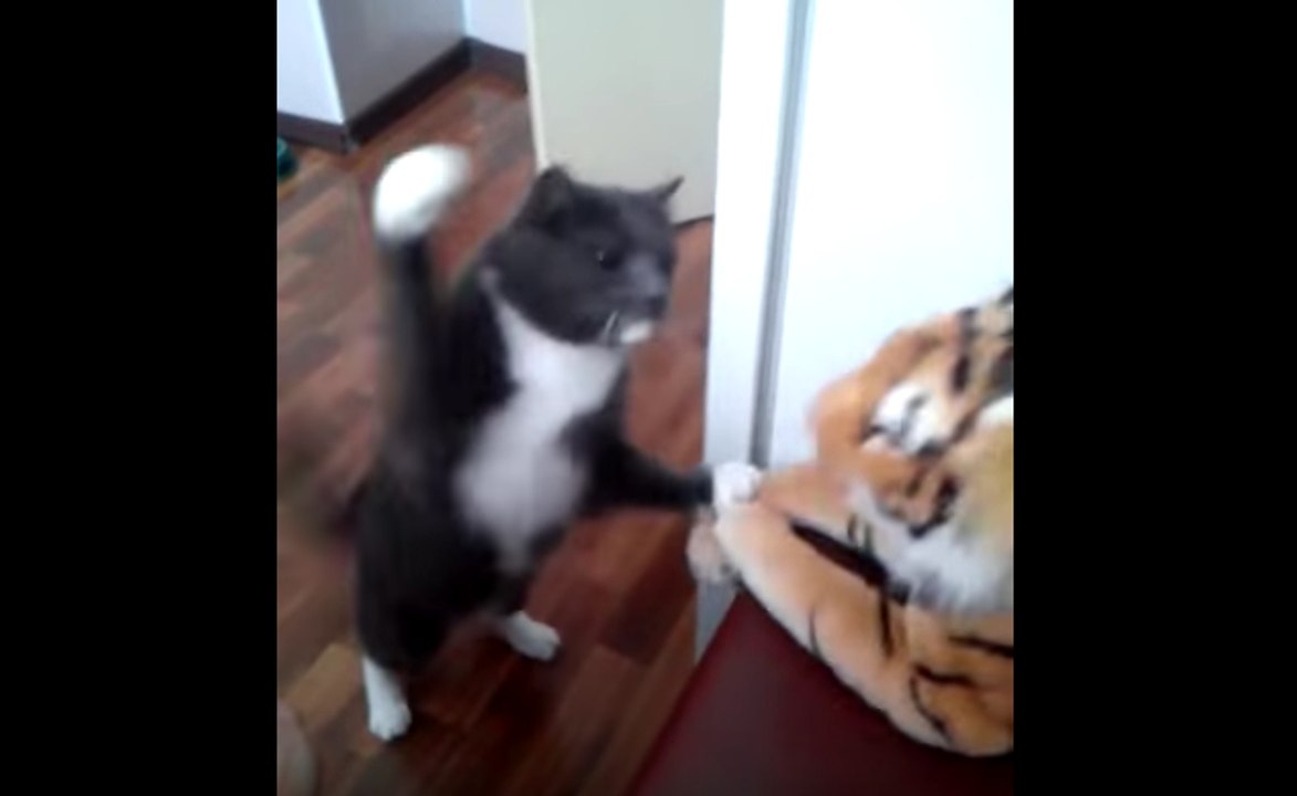 Cat really hates this tiger