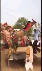 Camel Dancing in a Arab Festival