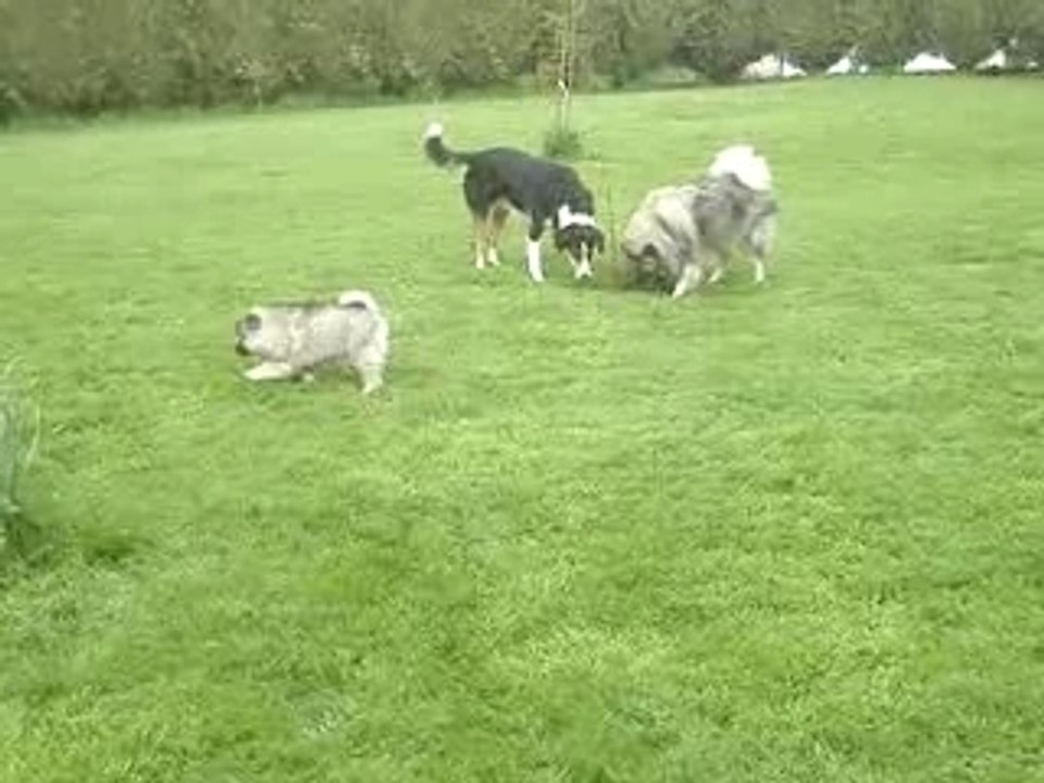 PREMIERES SORTIES DES LOUPS