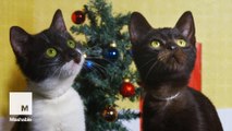 4 holiday films remade with kittens will make your Christmas