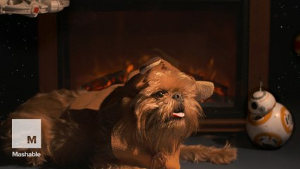 This IS the 'Star Wars' Yule log dog video you're looking for