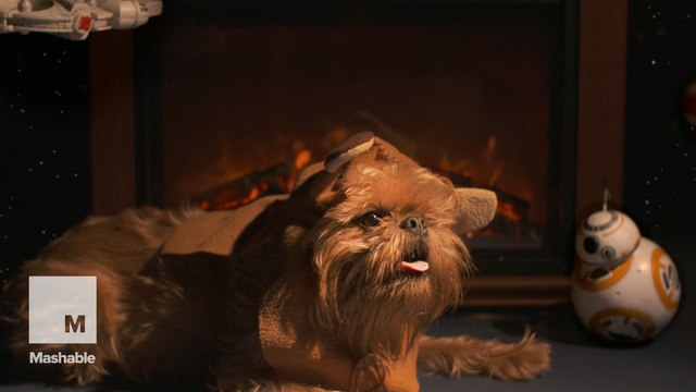 This IS the 'Star Wars' Yule log dog video you're looking for