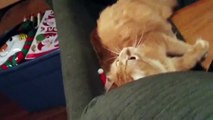 Orange Tabby Cat Can't Shake Off His Santa Hat