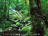 From the album A Walk in the Rainforest - Beautiful nature sounds