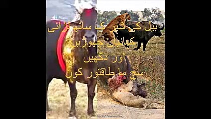 بیل کی شیر ک ساتھ لڑائی - Bull Fight With Lion