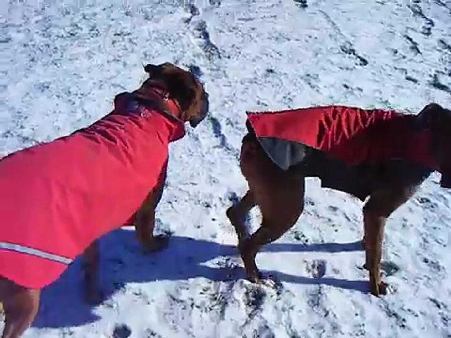 Dogs playing on a soccer field