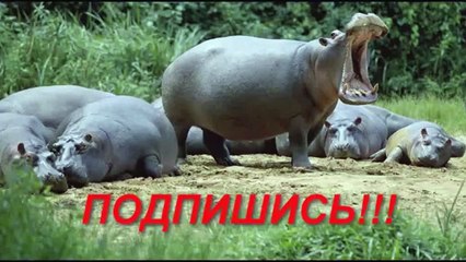 Download Video: Приколы с людьми 2015 часть 257 İ Лучшие в интернете İ Самые смешные приколы İ