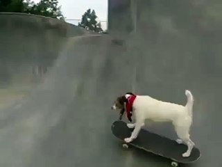 Пёс на скейте. Такого вы еще не видели