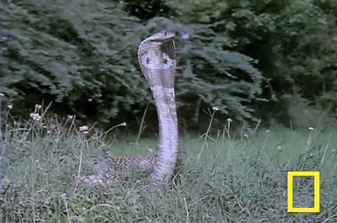 Cobra vs. Mongoose