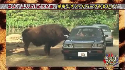 千原ジュニア&フットボールアワーがサファリパークで危険動物に