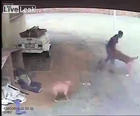 Dog Attacks Intruder Burglar