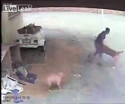 Dog Attacks Intruder Burglar