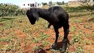 Goat has only 2 legs : must watch