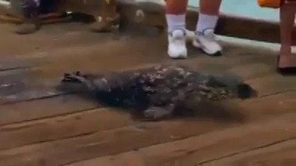 Shark eats Man on live news