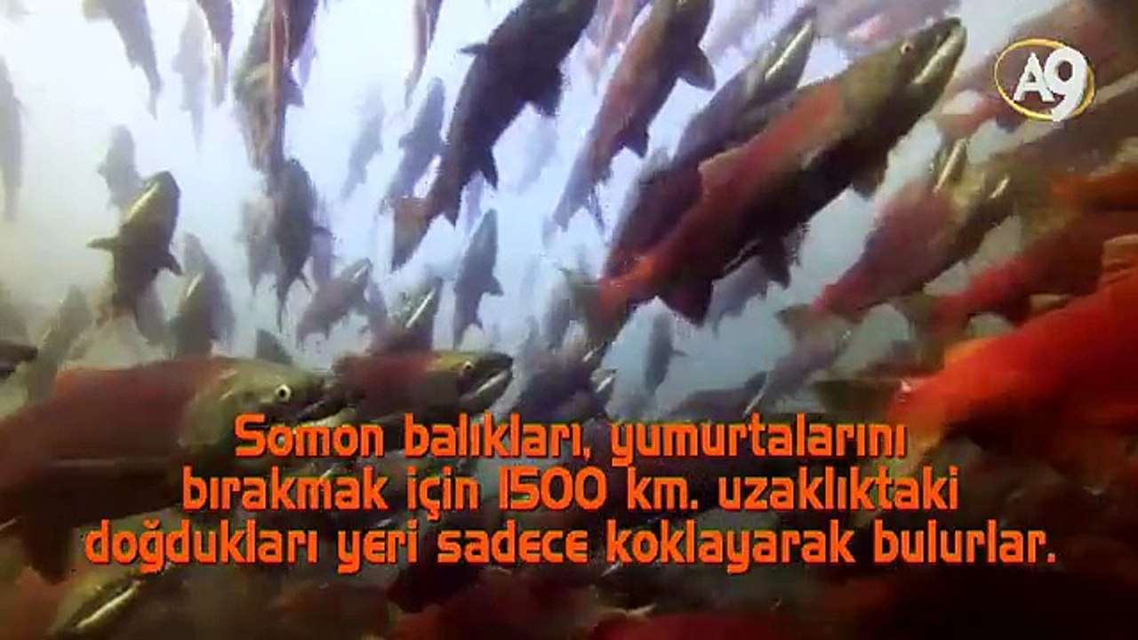 Rakamlarla mucizeler