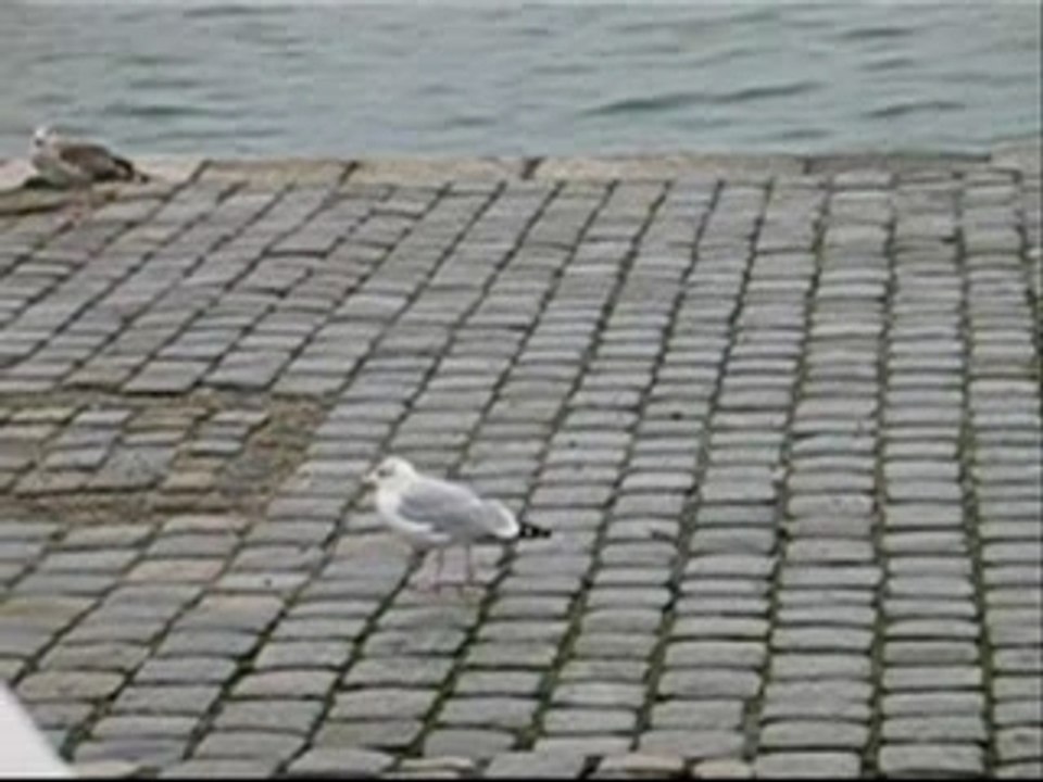 la mouette