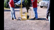 a1   Xmas trees     Cut Your Own Chrisrmas Tree Farm  Near