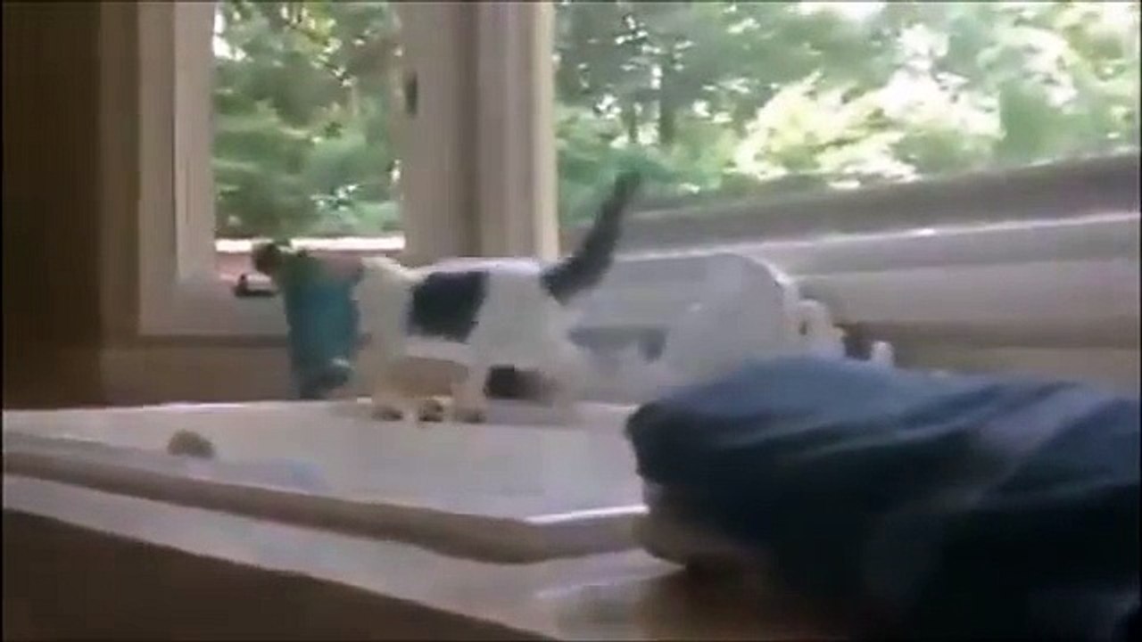 WHEN CATS AND HALLOWEEN COLLIDE