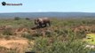 Rhino Vs Rhino Animals Fight (The white rhinoceros)