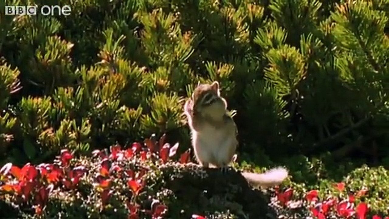 Funny Talking Animals Walk On The Wild Side Episode Four Preview BBC One