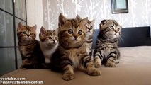 Funny Cats Choir - Dancing Chorus Line of Cute Kittens